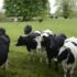 Streven naar passie – Progressive Dairy