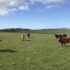 Midwest Dairy-producenten presenteren duurzame melkveehouderij op de Food Systems Summit van de Verenigde Naties