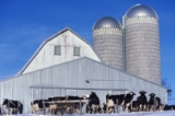 USDA investeert $ 20,2 miljoen in Dairy Business Innovation Initiatives